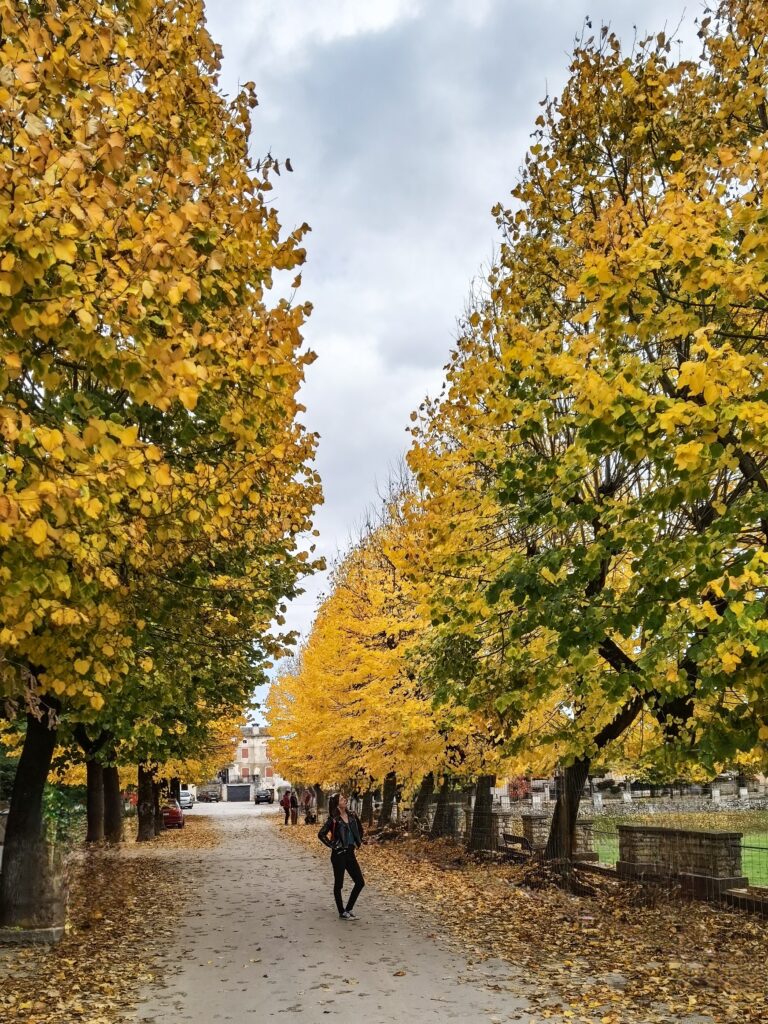 Tena šeta jesenskim drvoredu lipa u Svetvinčenatu u Istri.